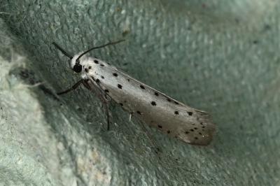 <i>Yponomeuta padella</i>