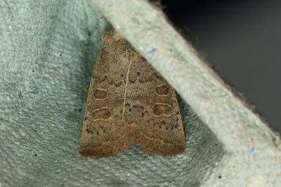 <i>Hoplodrina ambigua</i>
