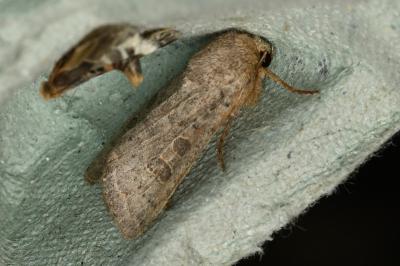 <i>Hoplodrina ambigua</i>