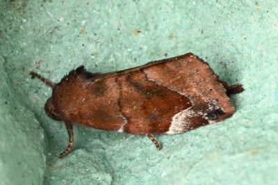 <i>Cosmia pyralina</i>