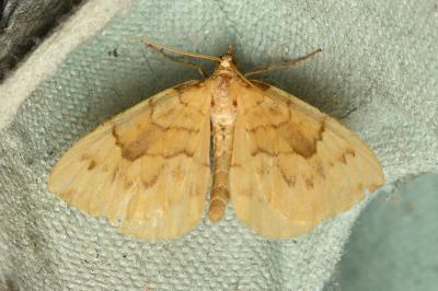 <i>Gandaritis pyraliata</i>