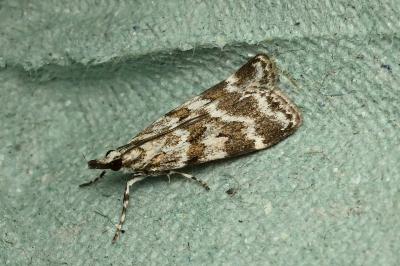 <i>Scoparia pyralella</i>