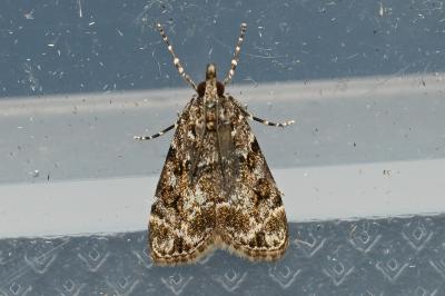 <i>Eudonia mercurella</i>