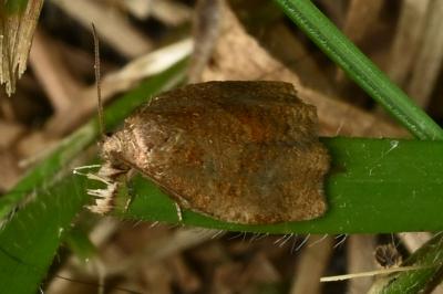 <i>Archips rosana</i>