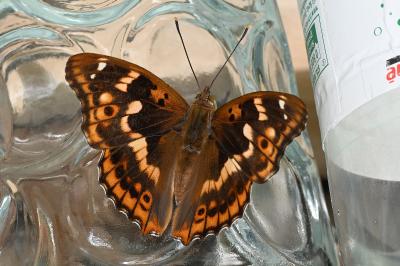 <i>Apatura ilia</i>