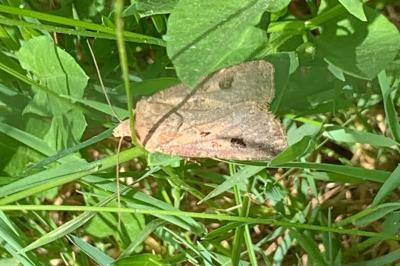 <i>Agrotis exclamationis</i>