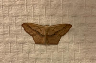 <i>Scopula imitaria</i>
