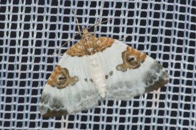 <i>Plemyria rubiginata</i>