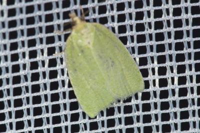 <i>Tortrix viridana</i>