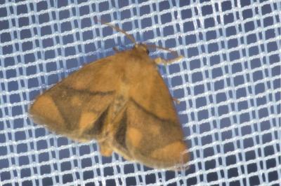 <i>Apoda limacodes</i>