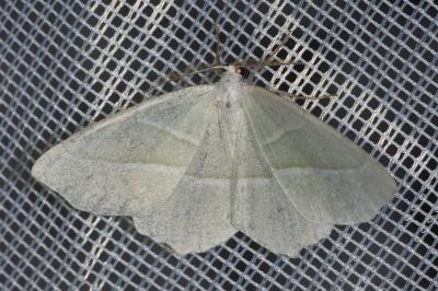 <i>Campaea margaritaria</i>