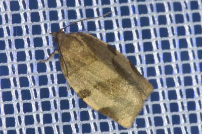 <i>Choristoneura hebenstreitella</i>
