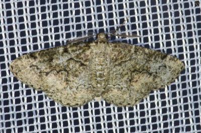 <i>Cleorodes lichenaria</i>