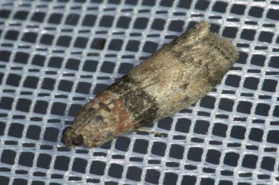 <i>Sciota rhenella</i>