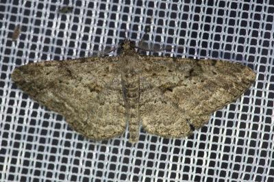 <i>Peribatodes rhomboidaria</i>