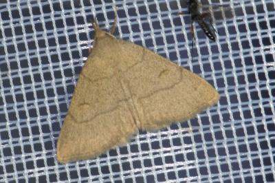 <i>Paracolax tristalis</i>