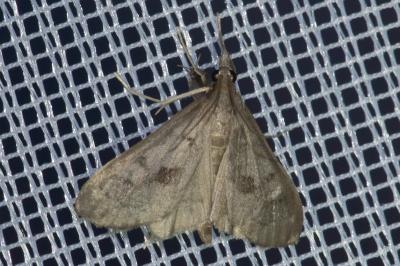 <i>Mecyna asinalis</i>