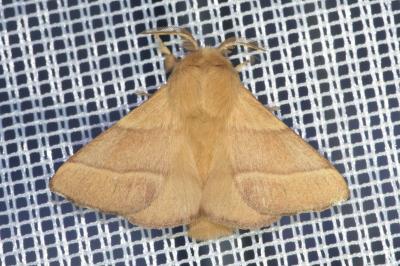 <i>Malacosoma neustria</i>