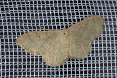 <i>Idaea straminata</i>