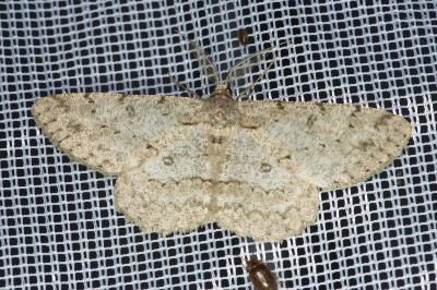 <i>Hypomecis punctinalis</i>