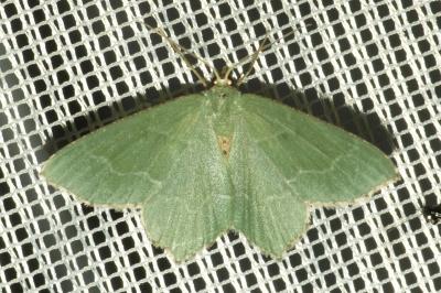 <i>Hemithea aestivaria</i>