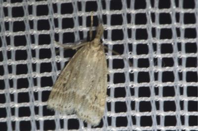<i>Eudonia pallida</i>