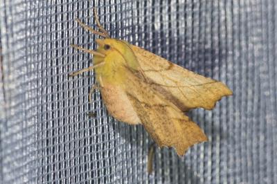 <i>Ennomos alniaria</i>