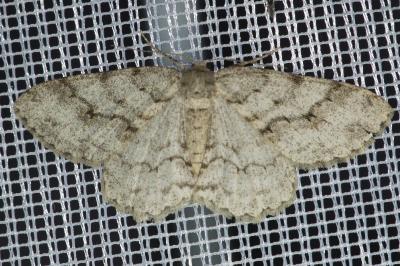 <i>Ectropis crepuscularia</i>