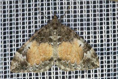 <i>Dysstroma truncata</i>