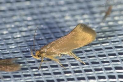 <i>Crassa unitella</i>