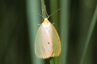 <i>Cybosia mesomella</i>