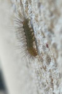 <i>Diaphora mendica</i>
