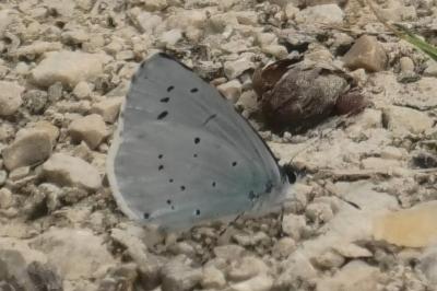 <i>Celastrina argiolus</i>