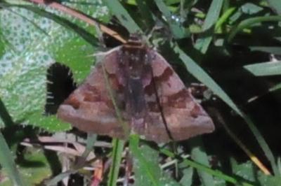 <i>Euclidia glyphica</i>