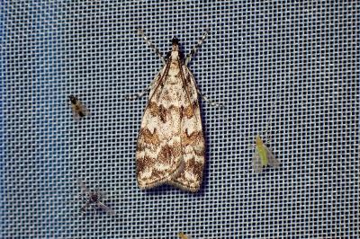 <i>Scoparia pyralella</i>