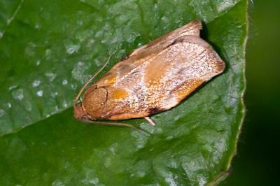 <i>Archips</i>