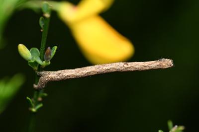 <i>Peribatodes rhomboidaria</i>