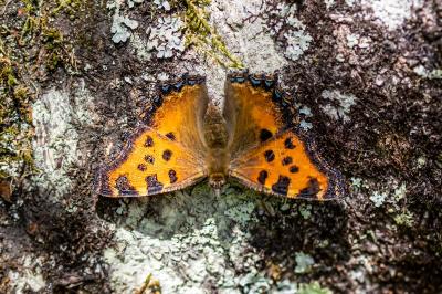 <i>Nymphalis polychloros</i>