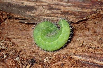 <i>Maniola jurtina</i>