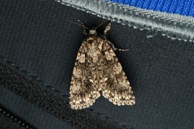 <i>Acronicta rumicis</i>