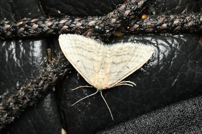 <i>Idaea subsericeata</i>