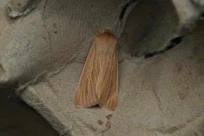 <i>Mythimna pallens</i>
