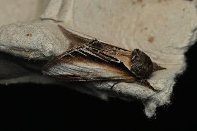 <i>Pheosia tremula</i>