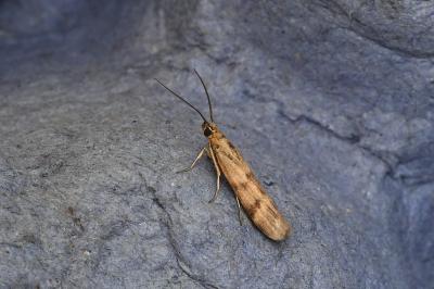 <i>Homoeosoma sinuella</i>