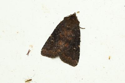 Rusina ferruginea