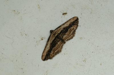<i>Horisme vitalbata</i>