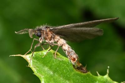 <i>Sterrhopterix fusca</i>