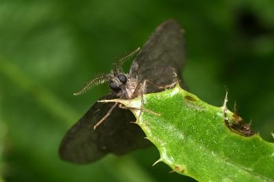<i>Sterrhopterix fusca</i>