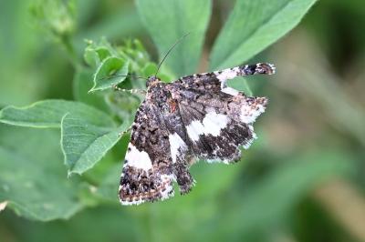 <i>Tyta luctuosa</i>