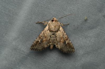 <i>Apamea sordens</i>